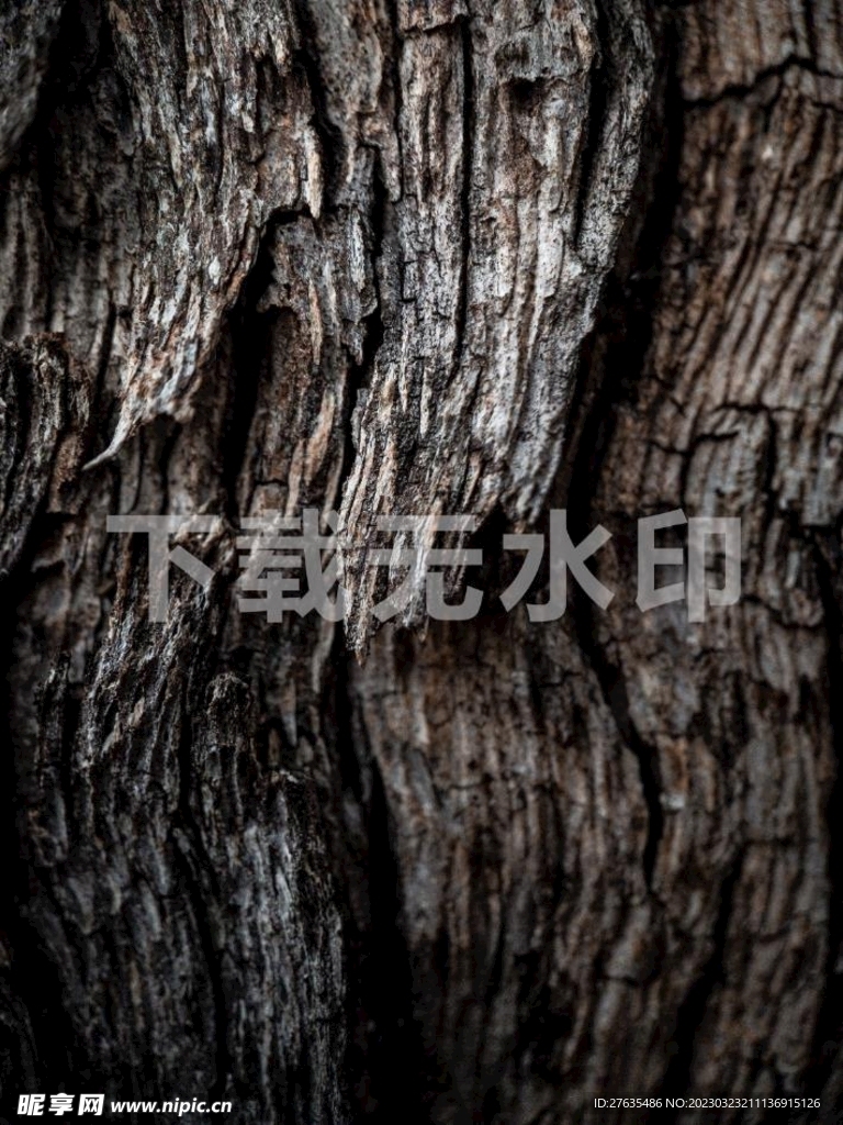 树干