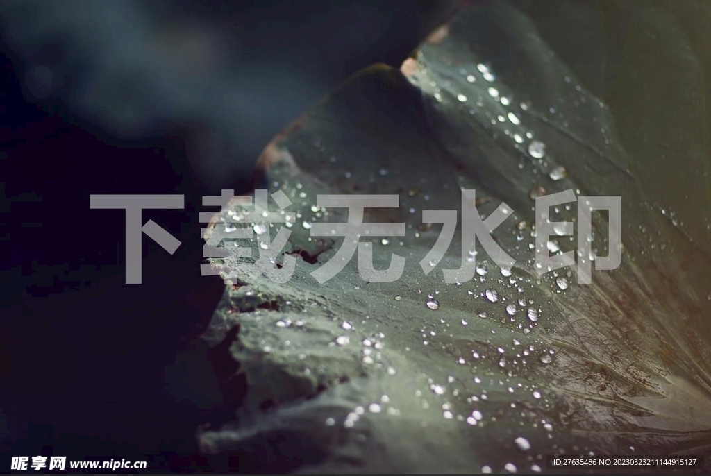 荷叶露水