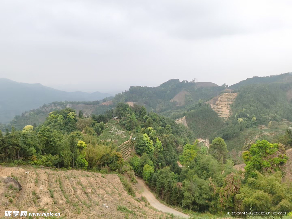 茶山茶林