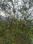 六堡茶茶树