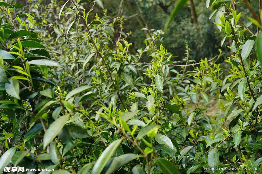 茶树芽