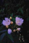 玫瑰花