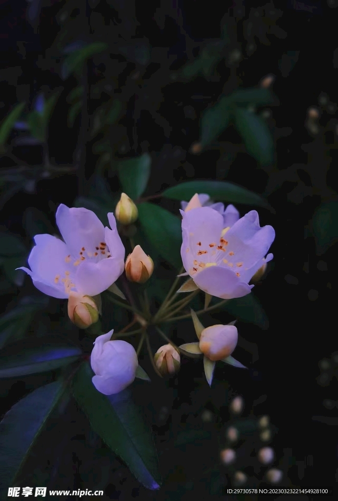 玫瑰花