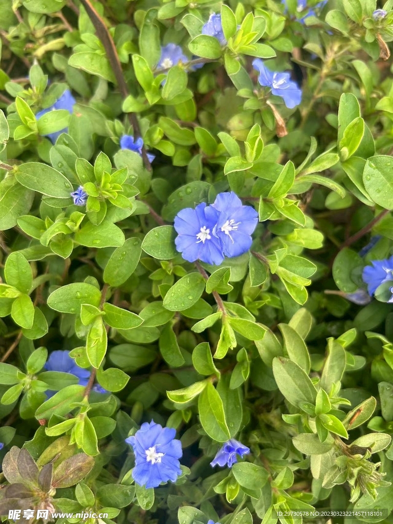 小牵牛花