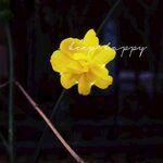 小黄花