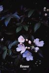 兰花
