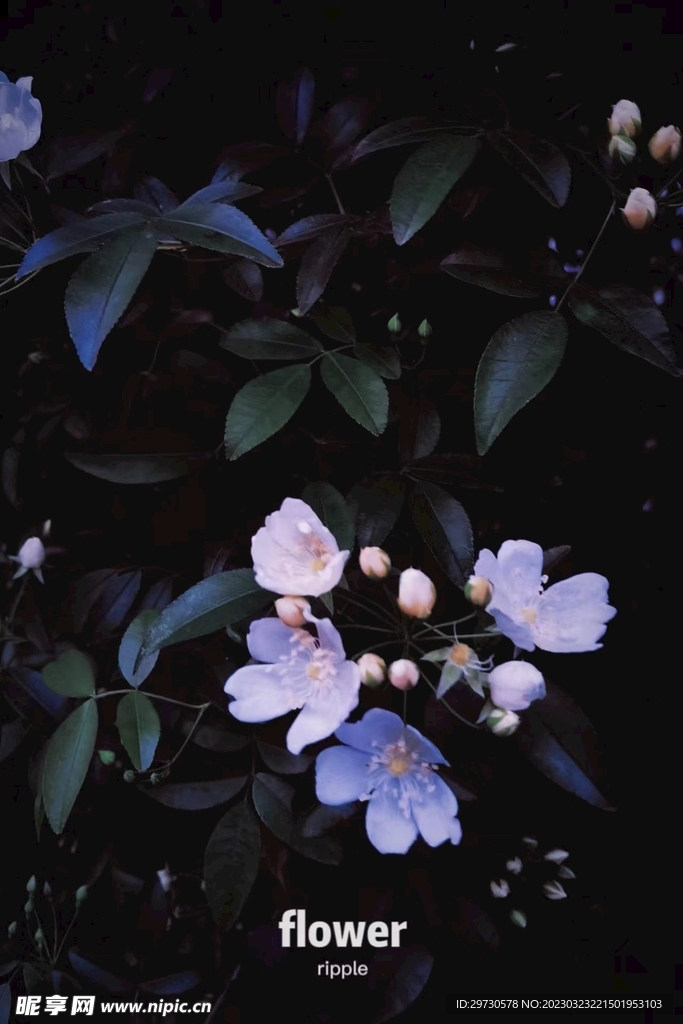 兰花