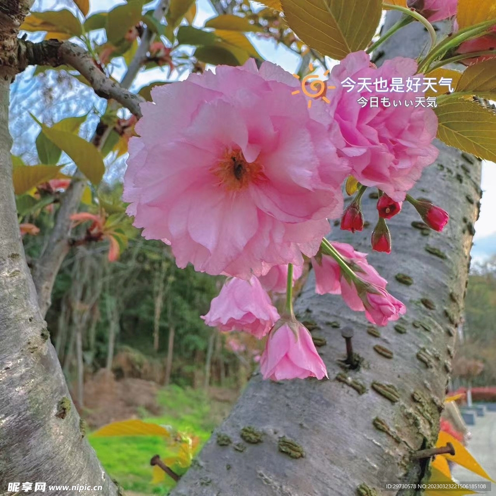 牡丹花