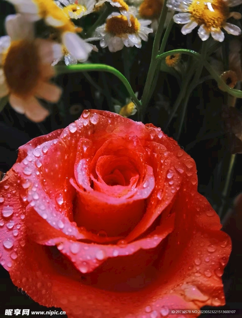 菊花
