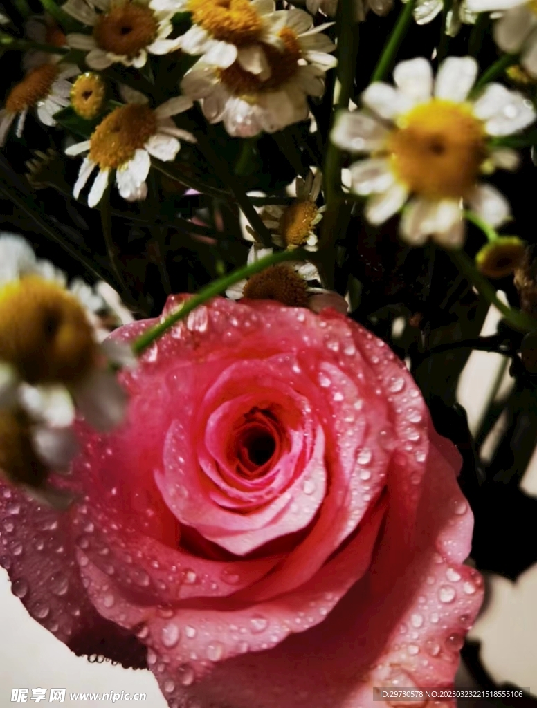 菊花
