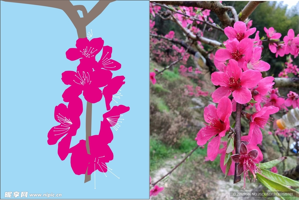 桃花 