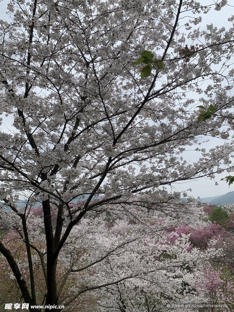 满屏樱花