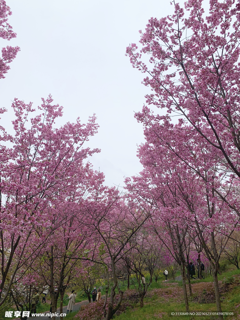 粉色樱花林