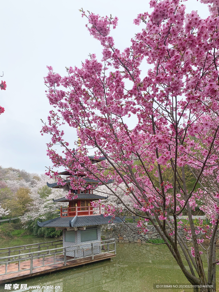 塔 樱花