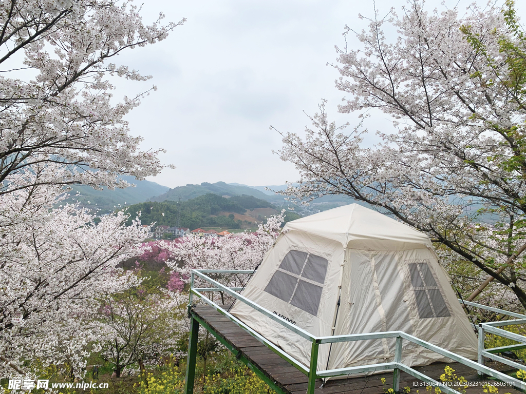 帐篷 樱花