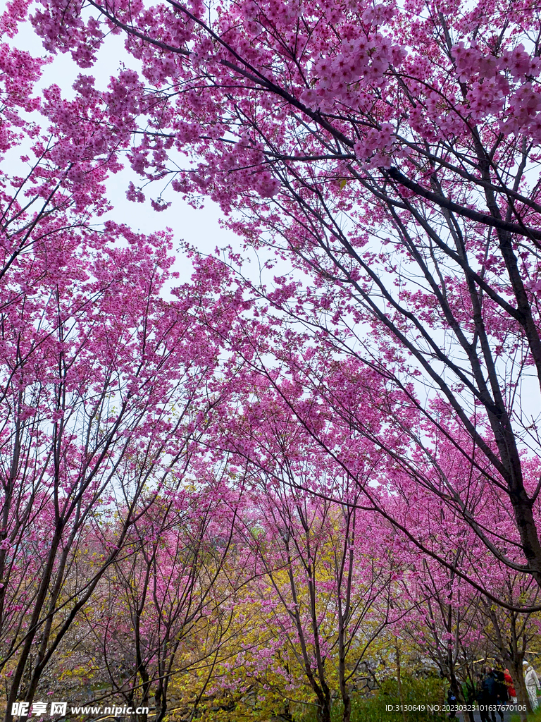 粉色樱花林