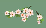 樱花素材