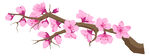 樱花素材