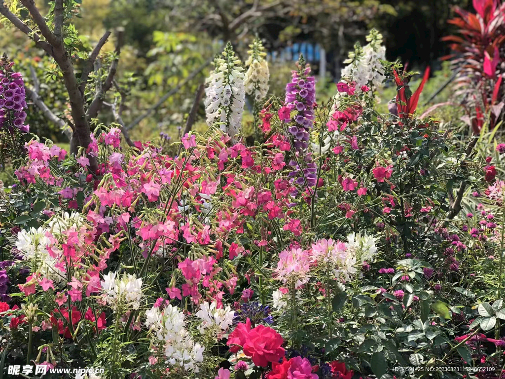 香蜜湖鲜花盛开拍摄