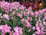 香蜜湖鲜花盛开拍摄