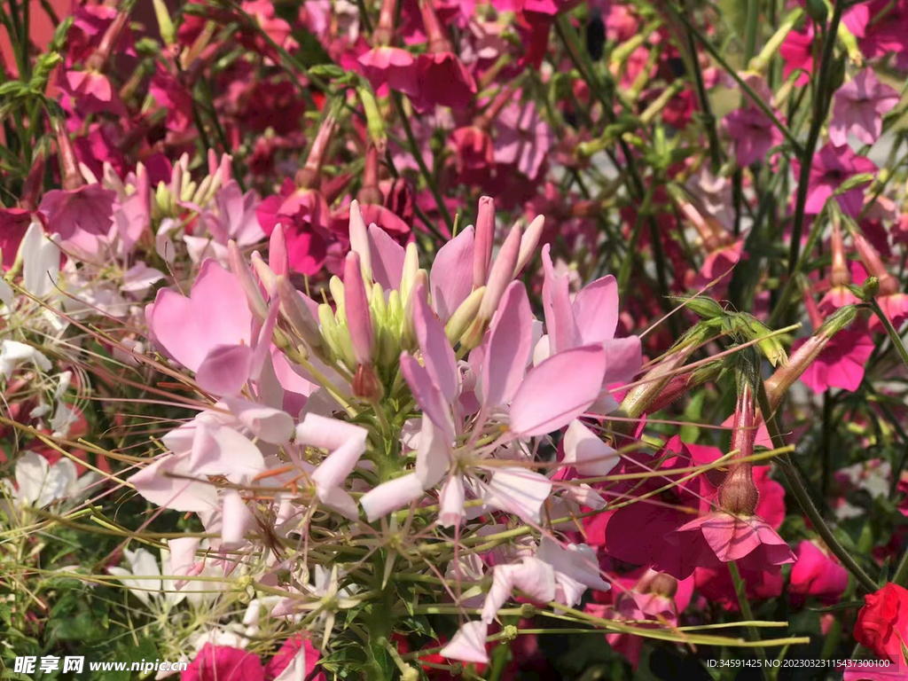 香蜜湖鲜花盛开拍摄