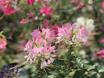 香蜜湖鲜花盛开拍摄