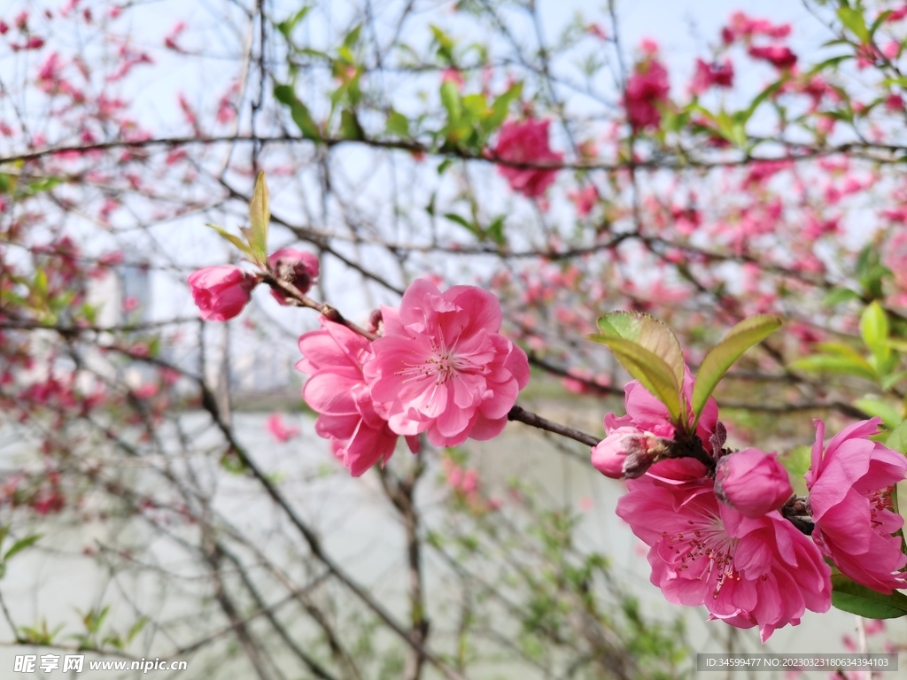 桃花