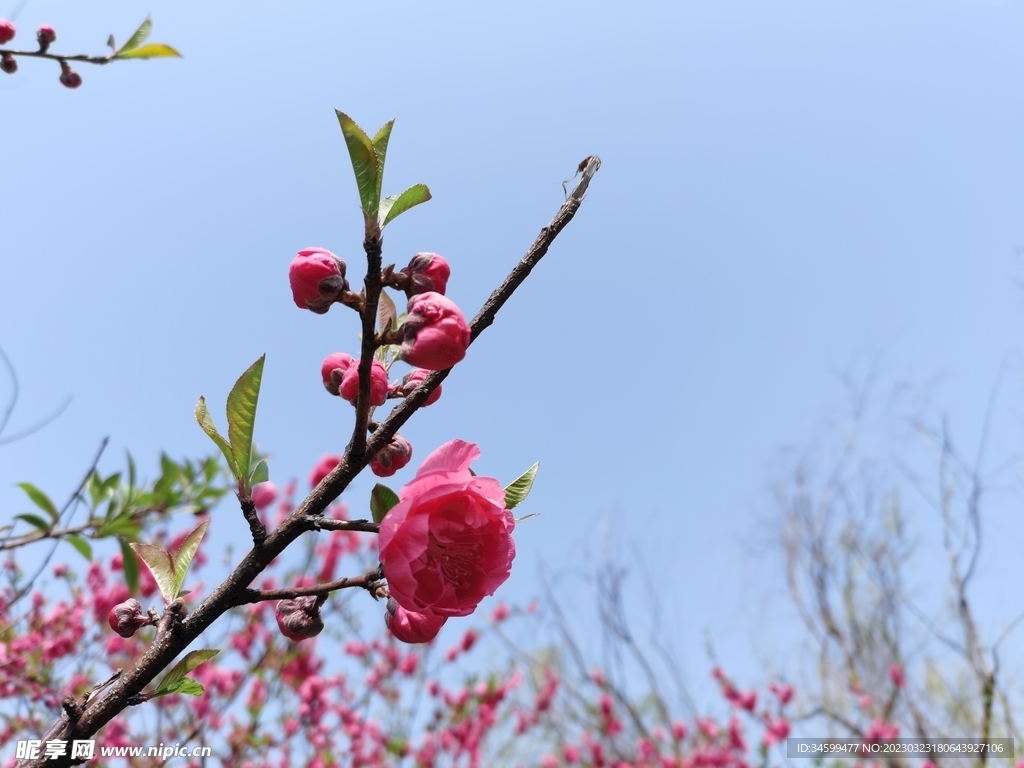 三月桃花