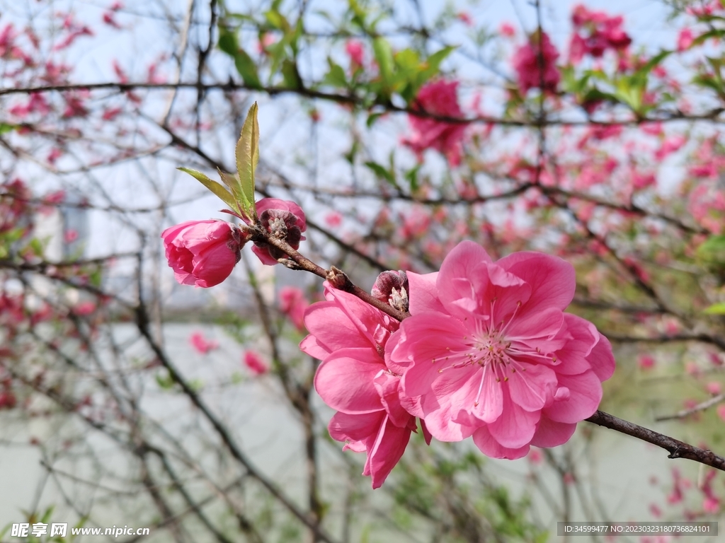 桃花