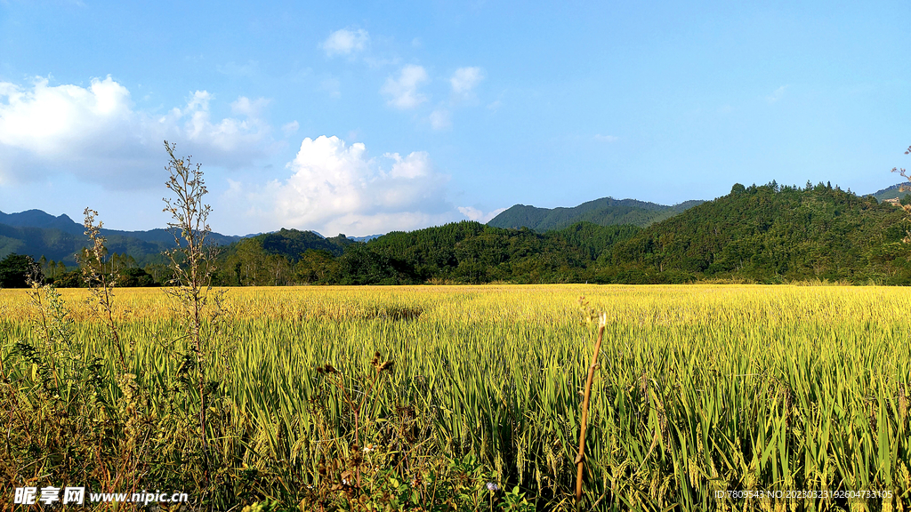 乡村