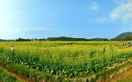 油菜花风景