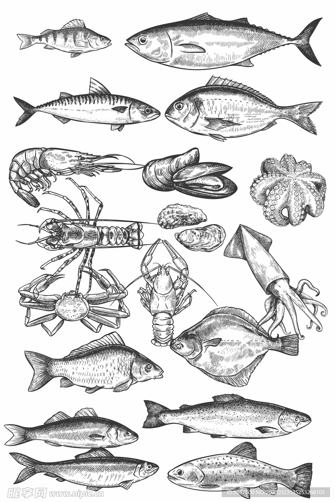 黑白素描海鲜鱼类合集
