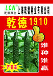 黄瓜宣传单