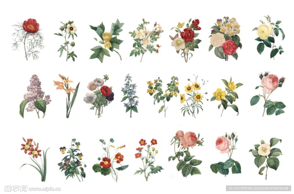 手绘鲜花
