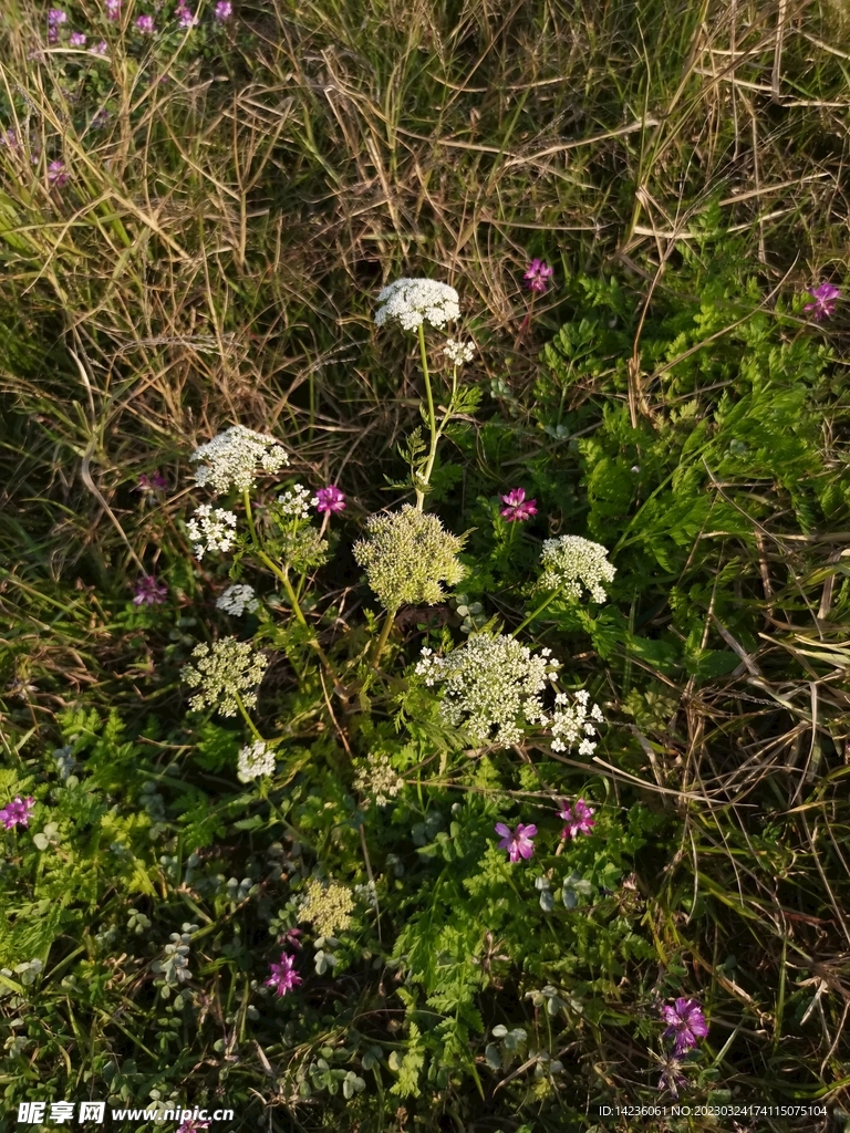 野外植物