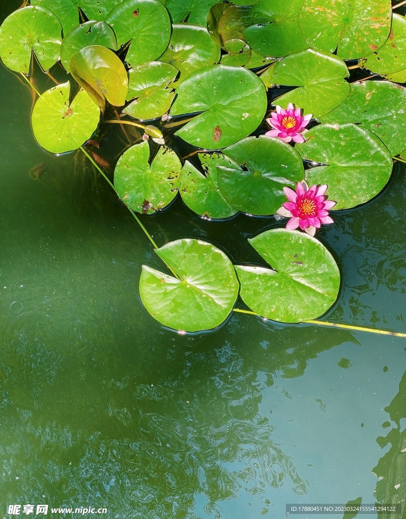 睡莲
