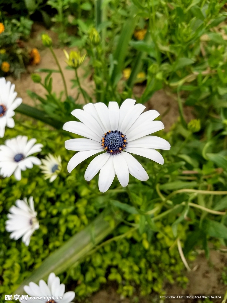 菊花