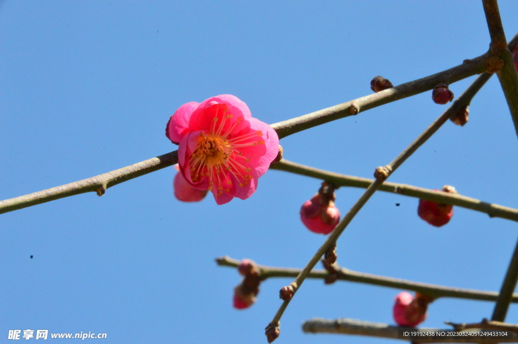 梅花  