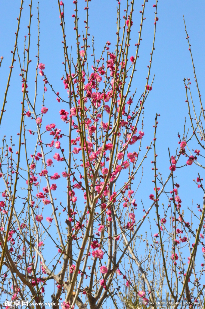 梅花  