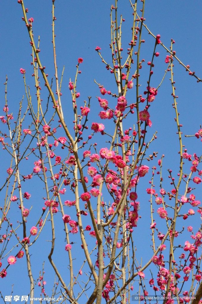 梅花  