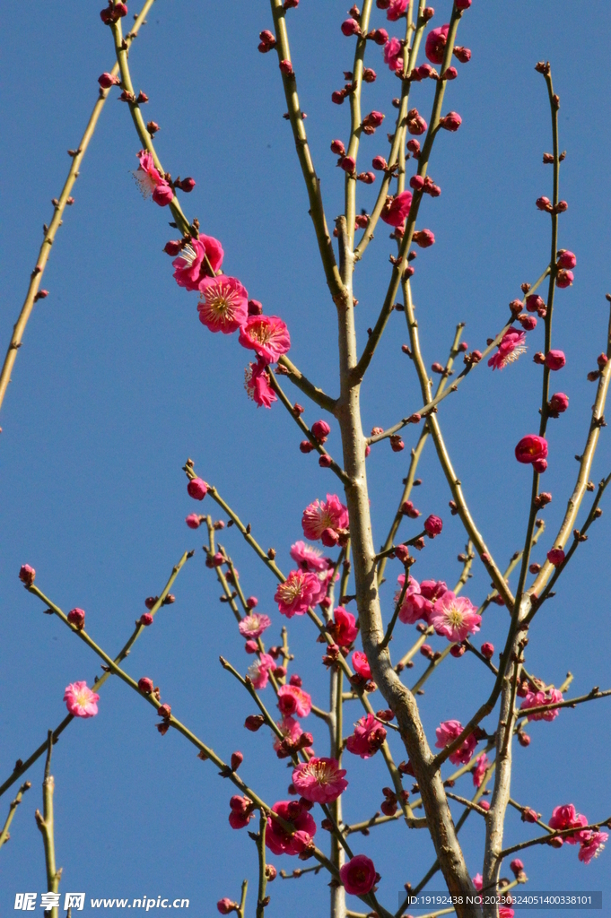 梅花  