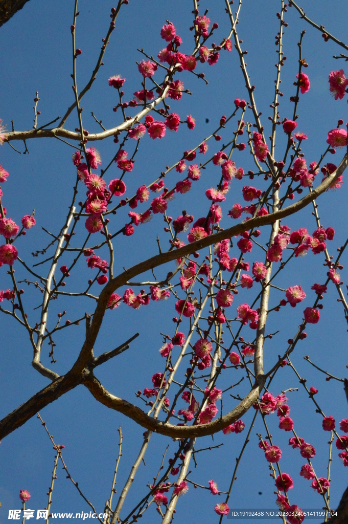 梅花  
