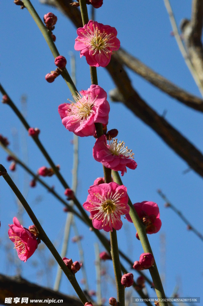 梅花 