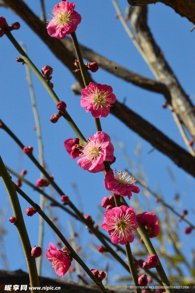 梅花  