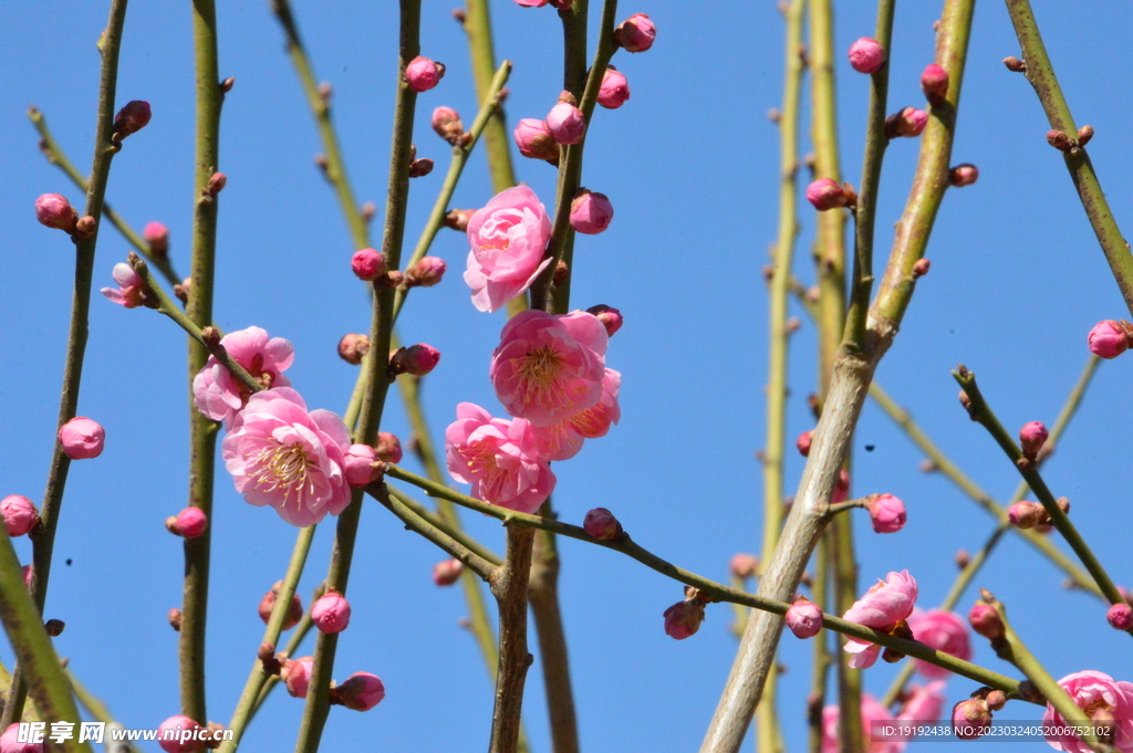 梅花  