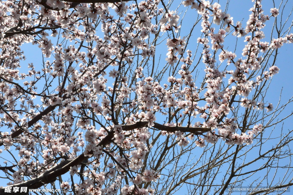 山桃花 