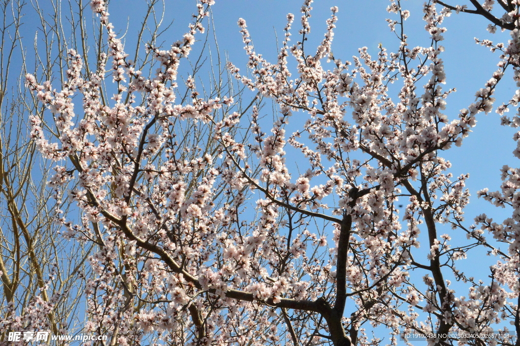 山桃花 