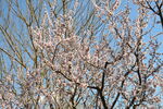 山桃花 