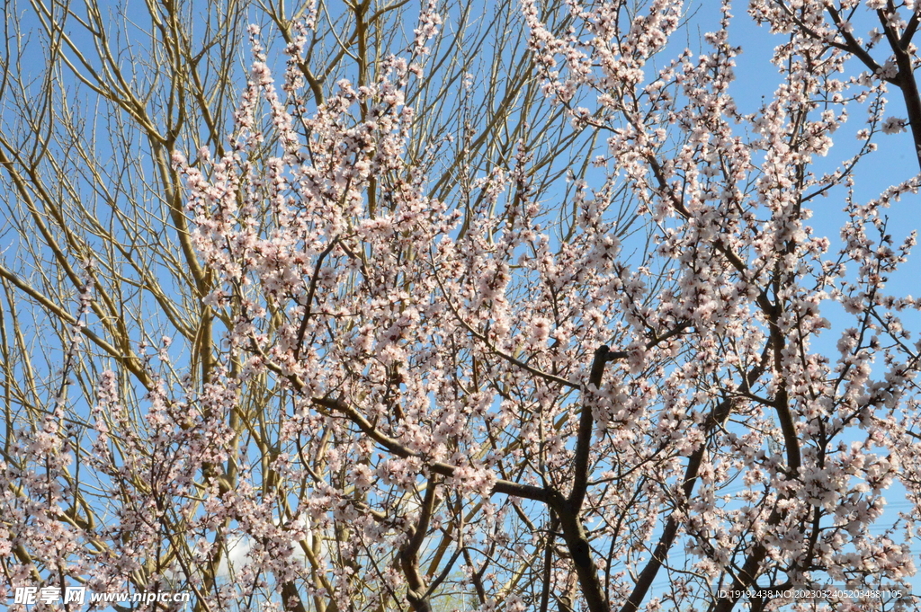 山桃花 