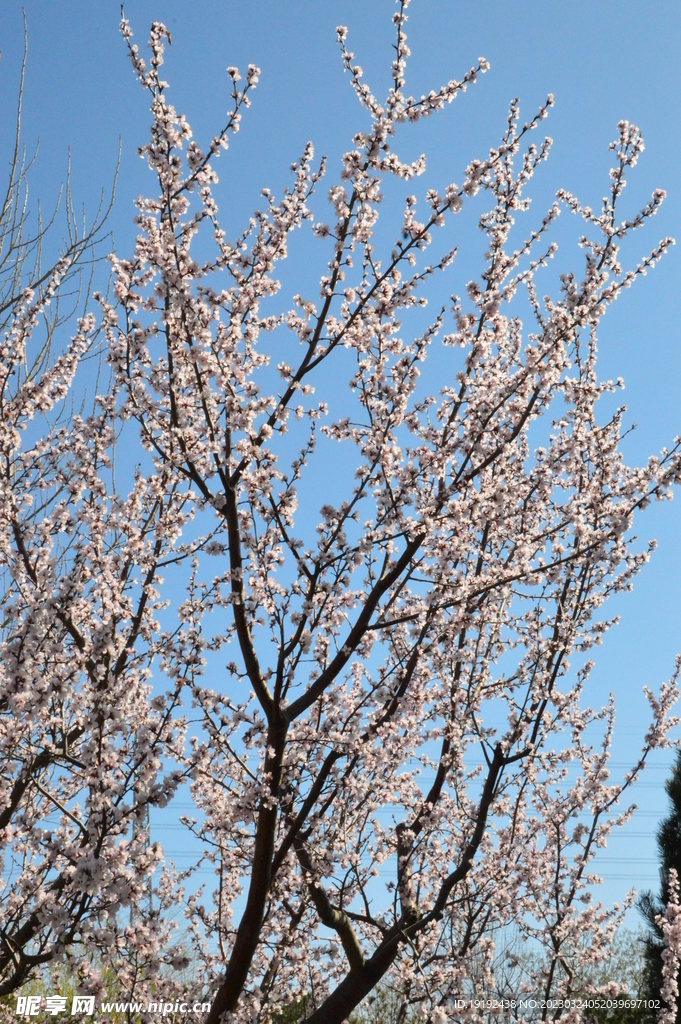 山桃花